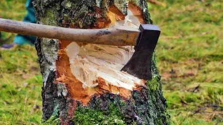 Более 1,5 га леса вырубили в СКО по разрешению комитета лесного хозяйства