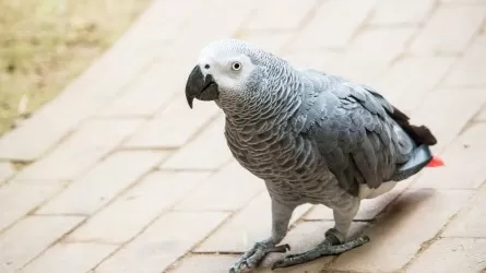 В британском зоопарке придумали, как переучить попугаев-матерщинников