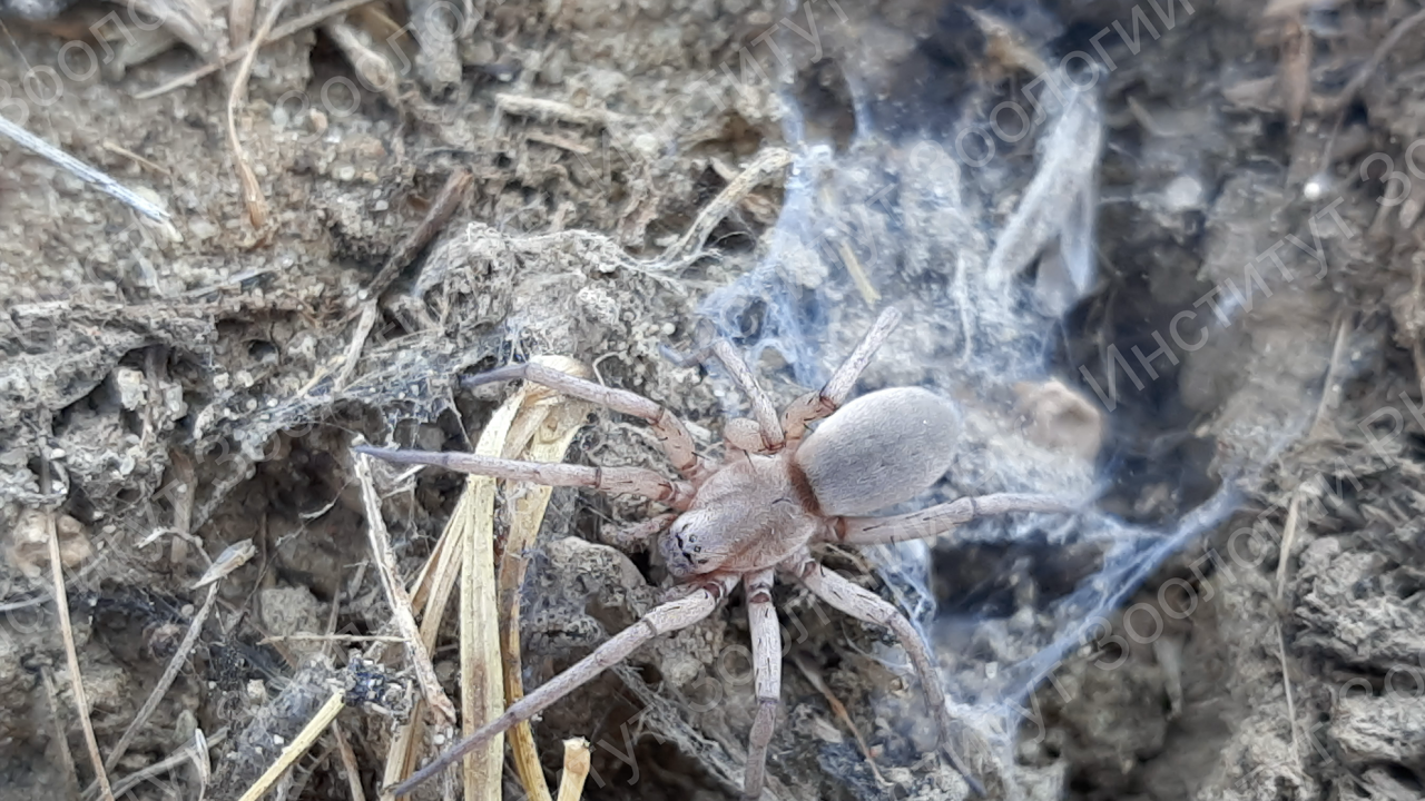 Шошқамен жыныстық қатынас. Шошқа қызды сипайды.