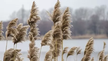 Камыш горит в Атырауской области