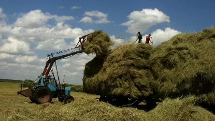 Қазақстанда 44,5 млн тонна жем дайындалды 