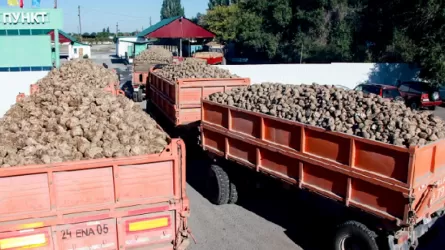 У Казахстана рекордный урожай сахарной свеклы, но будет ли сахар?