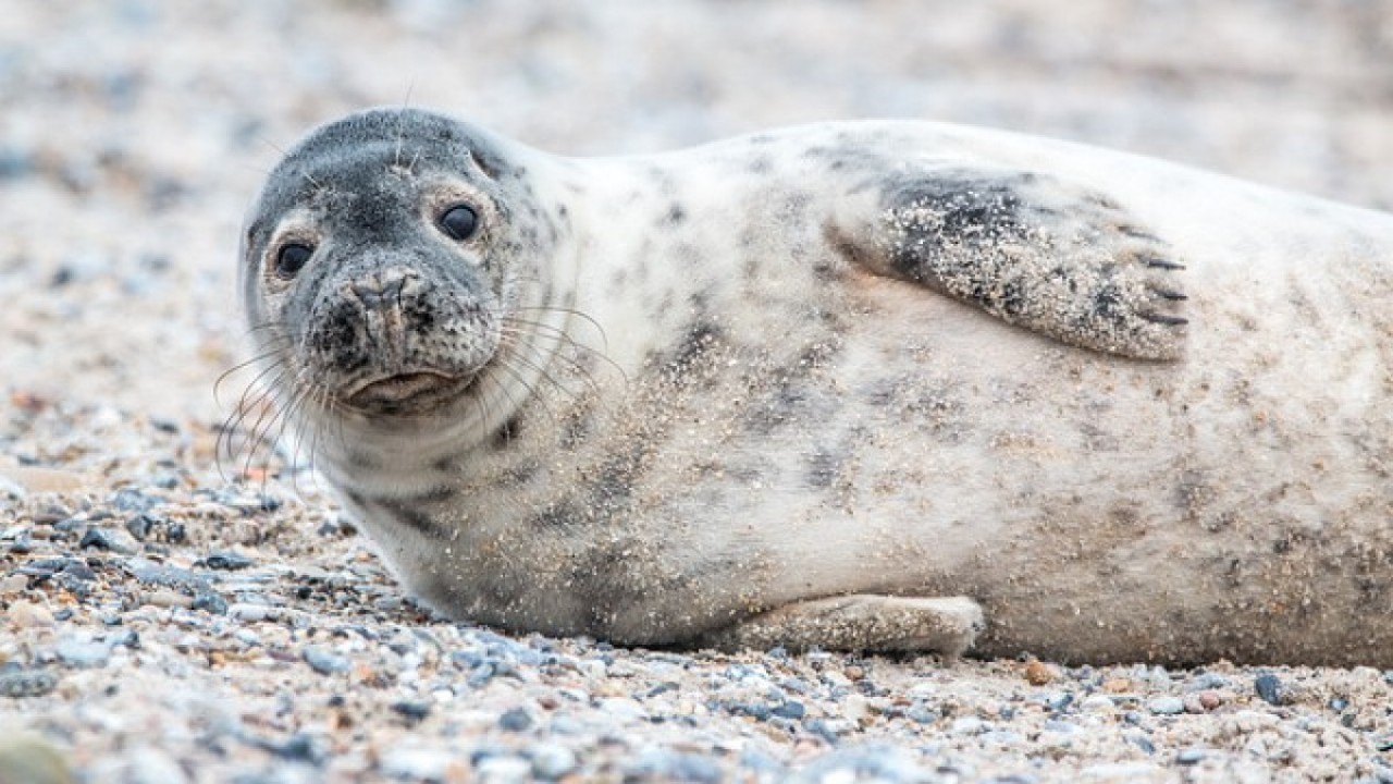 Транссексуалды секс