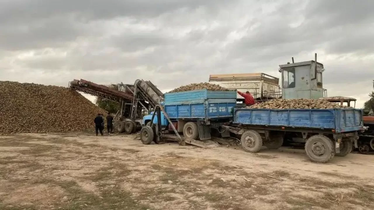 Көксу қант зауыты тәулігіне 4 мың тонна қант қызылшасын қабылдайды