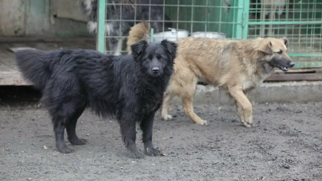 Елімізде бұралқы иттерді өмір бойы бағу ұсынылған