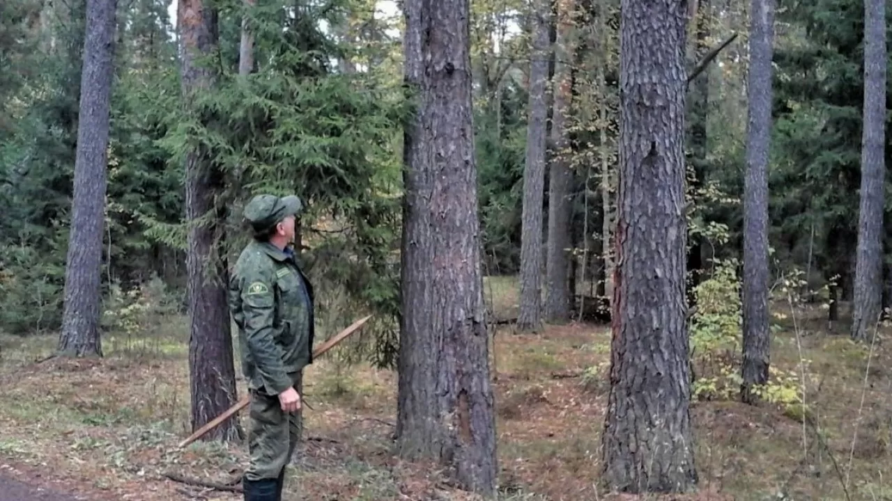 "Семей орманында" бес қызметкер жалған дипломмен жұмыс істеген