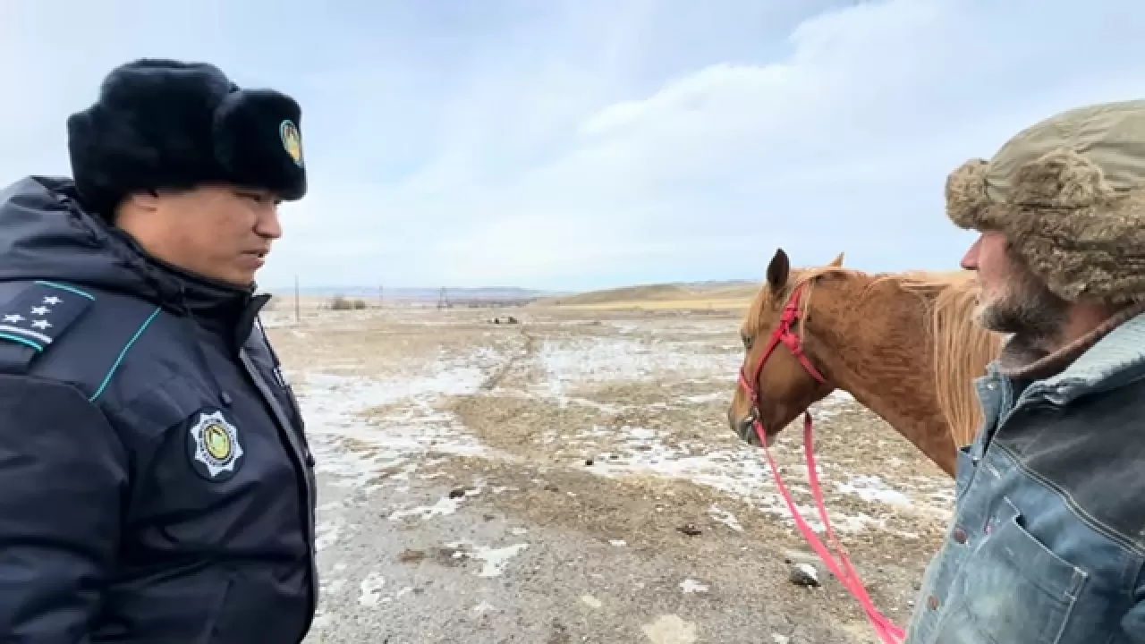 Сколько пастухов нарушили правила выпаса скота в Жетысуской области 