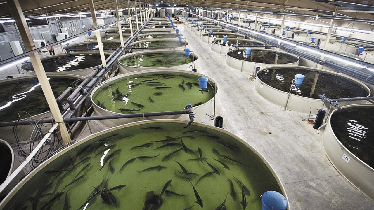 Жалаңаш қыз балық аулау Жалаңаш қыз балық аулау