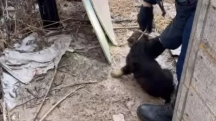 Крохотного щенка спасли из западни в Уральске 