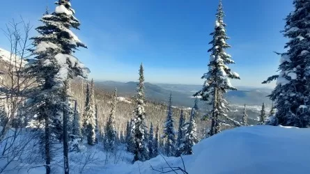  «Бурабай» ұлттық паркі шырша кесетіндермен шындап күреседі 