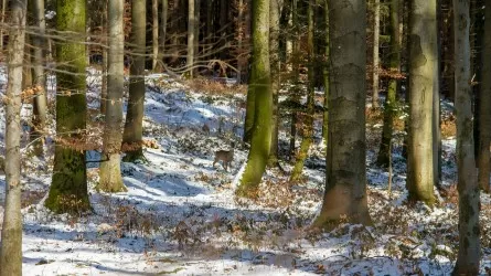 Кабана и косулю запечатлели фотоловушки в Чарынском нацпарке