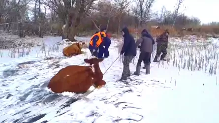 Зачем катали коров по льду спасатели в Уральске