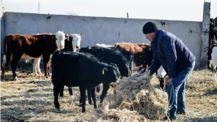 Арыста аустралиялық әдіспен ірі қараны бордақылау алаңы салынып жатыр 