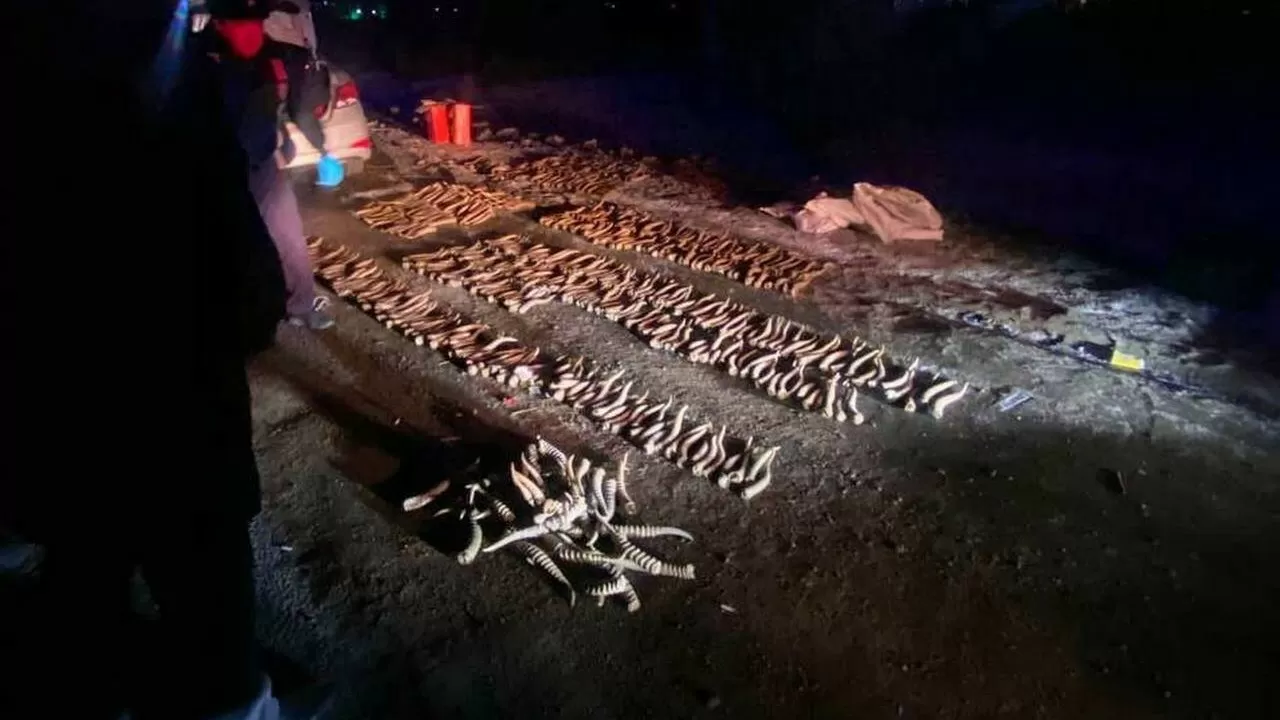 Почти 600 рогов сайги изъяли полицейские у жителя Атырауской области