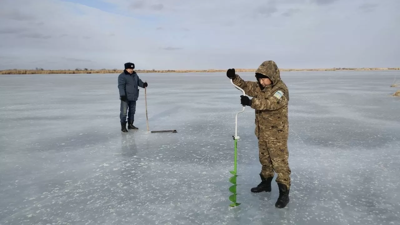 Қызылордалықтар балықтың қырылмауына түрлі тәсіл қолданып жатыр 