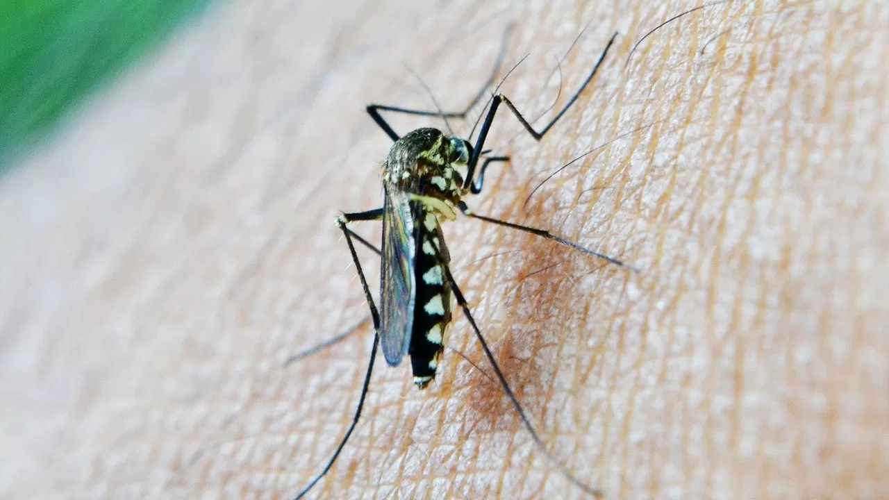 В Рио-де-Жанейро объявлена ЧС в связи со вспышкой лихорадки денге 