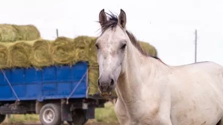 Падеж скота в Акмолинской области остановлен: причиной стал голод