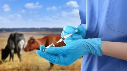 Массовая вакцинация домашних животных стартовала в Жетысуской области