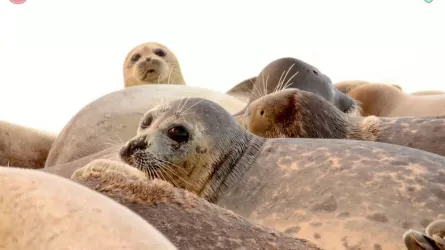 Продолжительность жизни каспийских тюленей сократилась с 50 до 30 лет