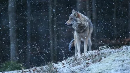 Следы волков заметили в пригороде Павлодара