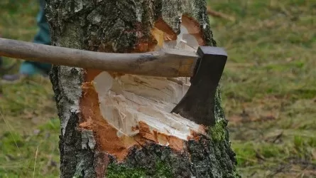В Генпрокуратуре Казахстана рассказали о рисках коррупции при вырубке лесов