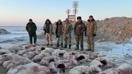 Свыше 30 туш сайгаков обнаружили в Кызылординской области