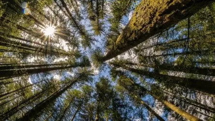 В СКО уничтожили леса на 11 млн тенге