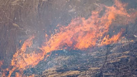 Число жертв лесных пожаров в Чили возросло до 46 человек