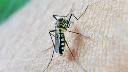 В Рио-де-Жанейро объявлена ЧС в связи со вспышкой лихорадки денге 
