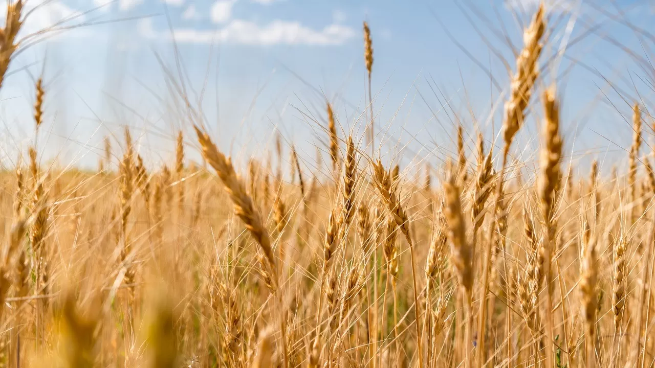 Казахстан сокращает посевы пшеницы в пользу масличных