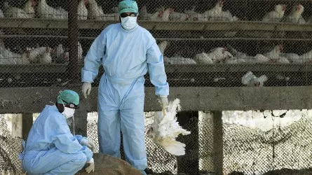 Южноамериканский штамм птичьего гриппа угрожает человечеству?