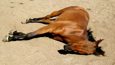 Кто виноват в массовом падеже лошадей в Улытауской области?