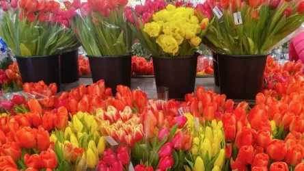 Стало известно, из каких стран Казахстан импортирует цветы  