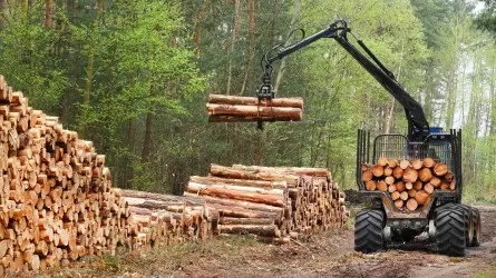 Прокуратура на востоке Казахстана защитила права 112 предпринимателей-лесопользователей