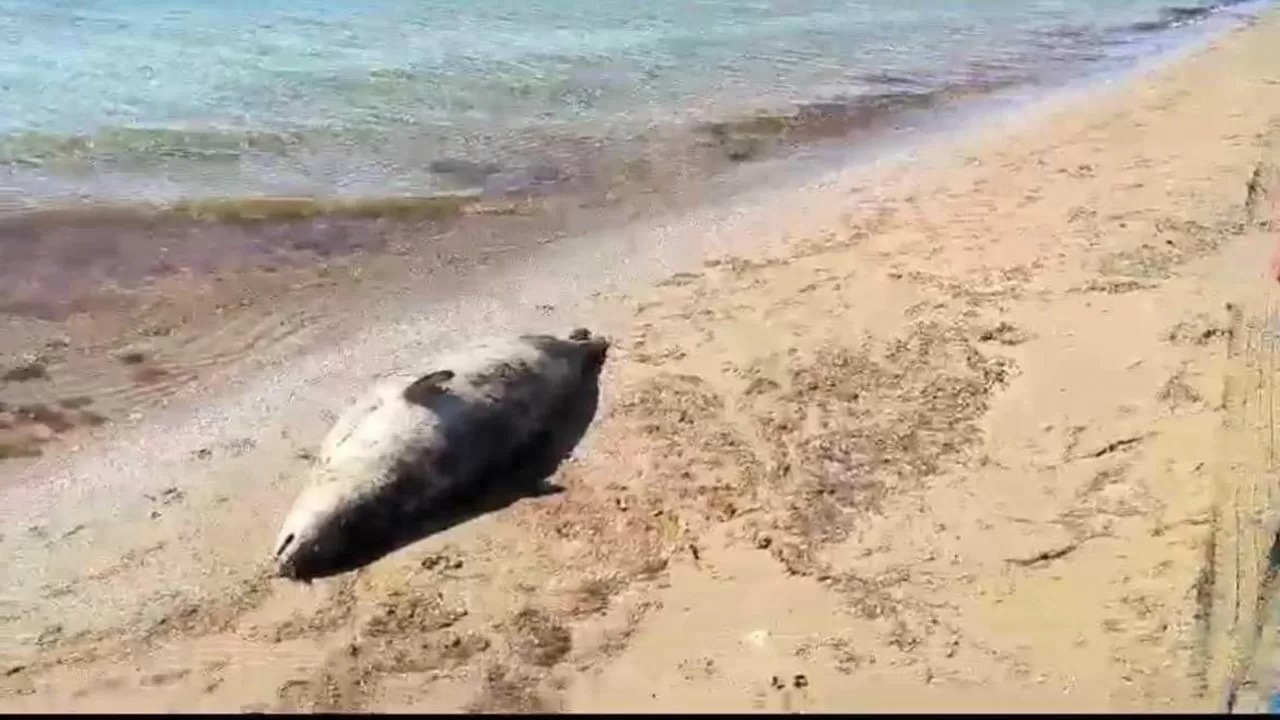 Эксперт: Загрязнение морской воды влияет на гибель тюленей в Казахстане