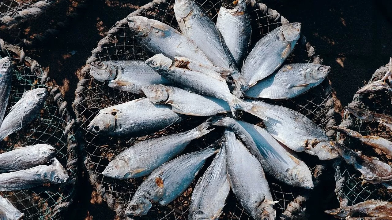 Браконьеры выловили около 3,5 тыс. тонн рыбы в ВКО  