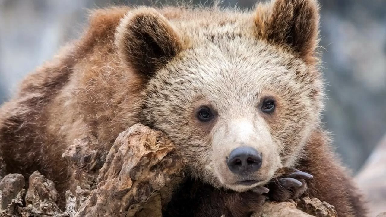 У Маши и Тимоши родился бурый медвежонок в Карагандинском зоопарке  