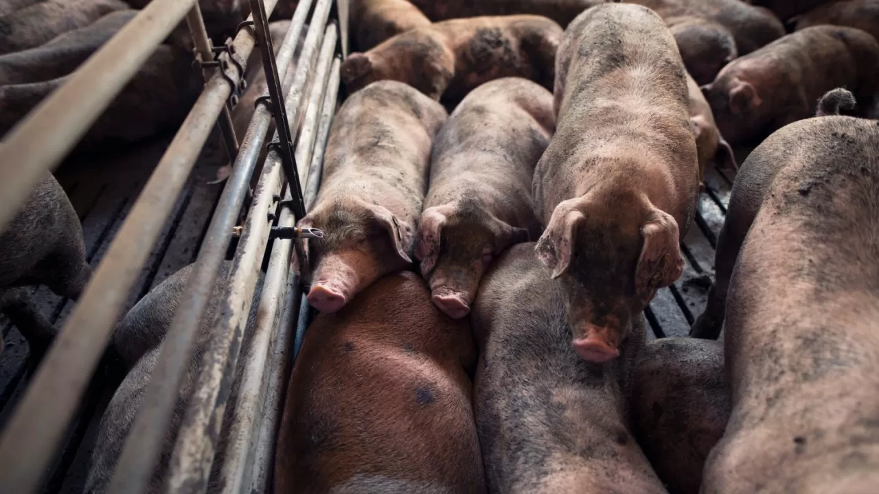 Свиньи из Дании не попали в Казахстан из-за Россельхознадзора