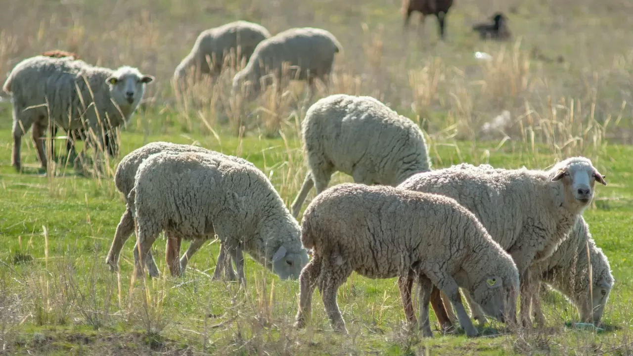 От паводка погибло 6,8 тыс. голов скота в Казахстане