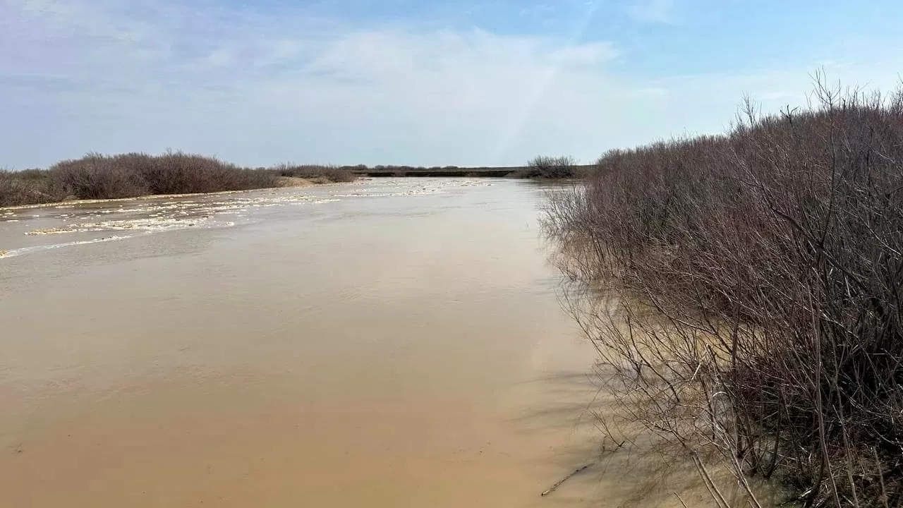 Сарысу өзені суға толды: Қызылордалық шаруаларға қауіп бар ма?