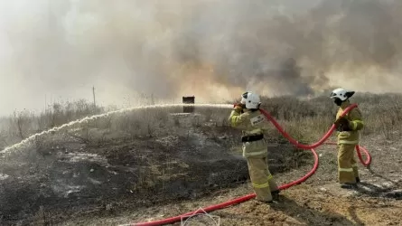 В Алматинской области выгорел 31 гектар леса – заведено уголовное дело