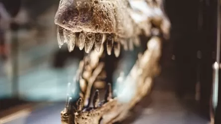 Кости динозавра-гиганта нашли в Англии