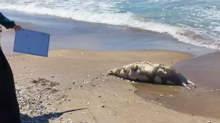 Катастрофа на Каспийском море: обнаружено множество мертвых тюленей