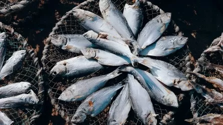 Браконьеры выловили около 3,5 тыс. тонн рыбы в ВКО  