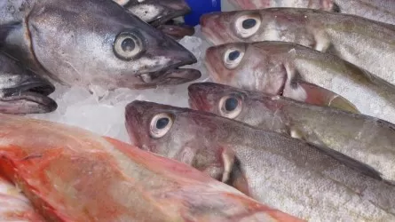 240 млн тенге на рыбную отрасль выделили из бюджета в ВКО