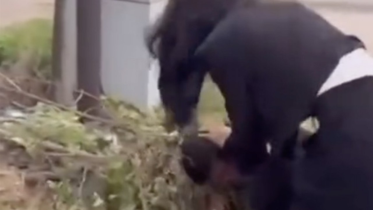 Мас қыз есегіне бөтелке итеріп жіберген.