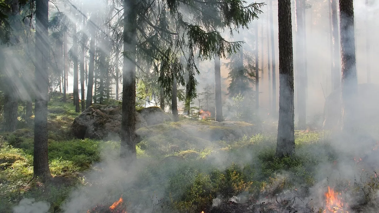 Что Казахстану не хватает для борьбы с лесными пожарами?  