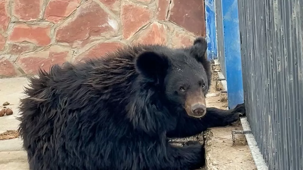 В Карагандинском зоопарке появился редкий зверь, занесенный в Международную Красную книгу  