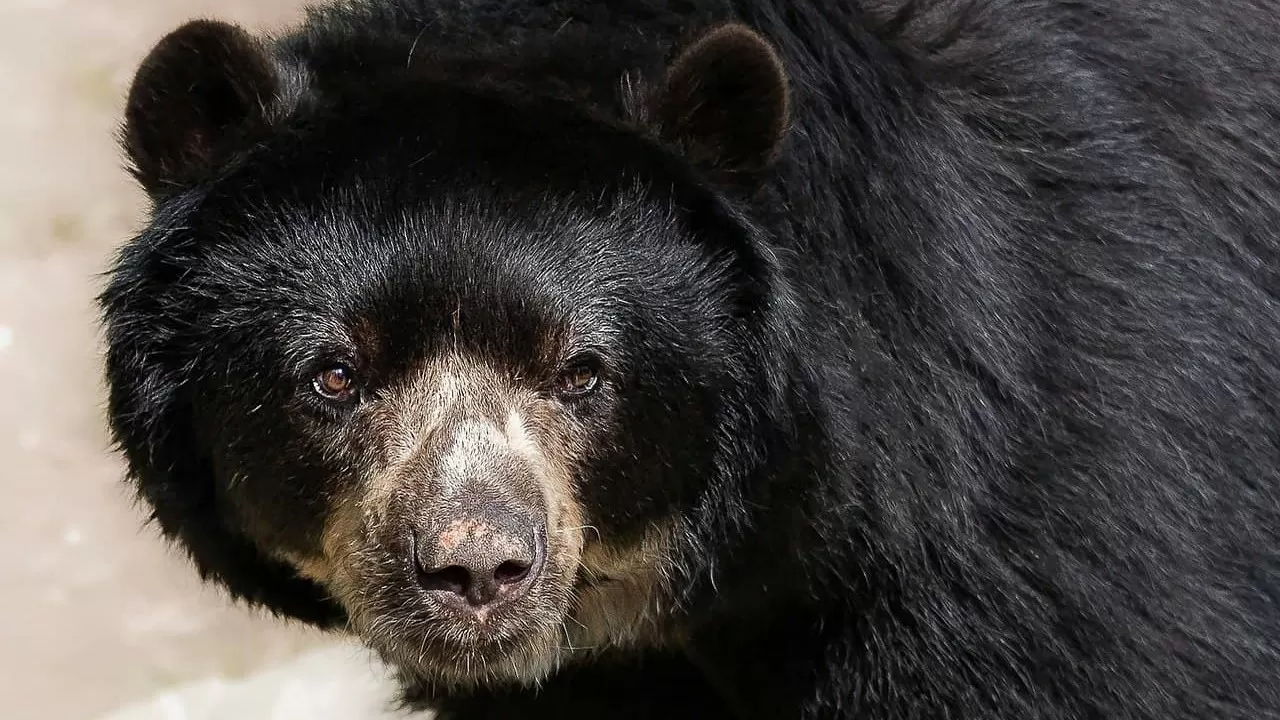 В Японии будут следить за медведями с помощью ИИ