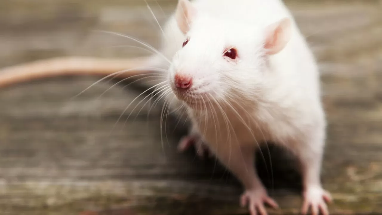 В Испании выявили десятки случаев крысиного гепатита у людей 